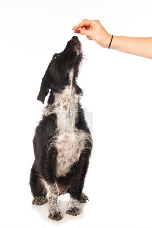 Photo for Cross breed dog receives a treat isolated on white background - Royalty Free Image