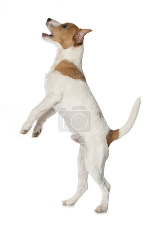 Foto de Parson Russel terrier cachorro de pie en las patas traseras aislado sobre fondo blanco - Imagen libre de derechos