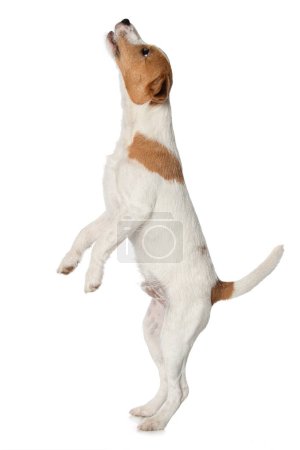 Téléchargez les photos : Parson russel terrier chiot debout sur les pattes arrière isolé sur fond blanc - en image libre de droit