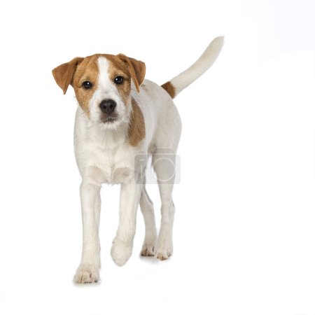 Parson russel terrier puppy standing isolated on white background