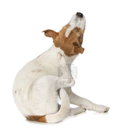Parson russel terrier puppy isolated on white background