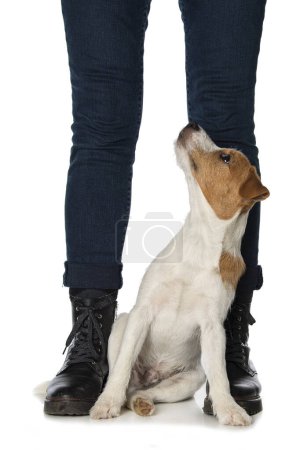 Téléchargez les photos : Parson russel terrier chiot entre les jambes humaines isolé sur fond blanc - en image libre de droit