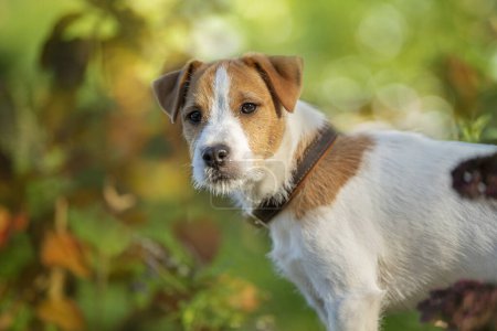 Photo for Young parson russel terrier in autumn nature - Royalty Free Image