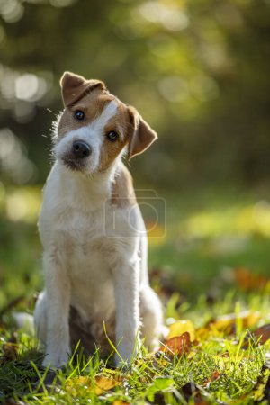 Téléchargez les photos : Jeune pasteur russel terrier en automne nature - en image libre de droit