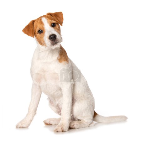 Parson russel terrier puppy sitting isolated on white background