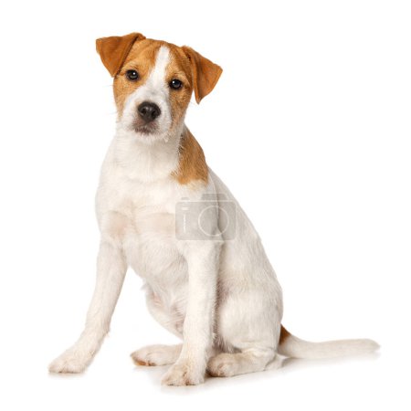 Parson russel terrier puppy sitting isolated on white background