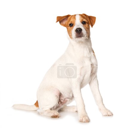 Parson Russel Terrier Welpe sitzt isoliert auf weißem Hintergrund