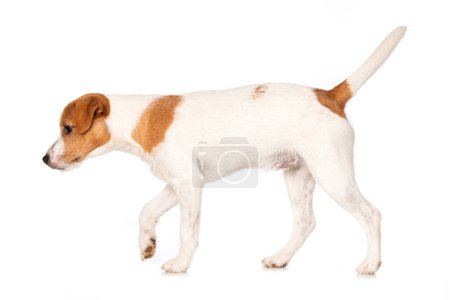 Foto de Parson Russel terrier cachorro paseos aislados sobre fondo blanco - Imagen libre de derechos