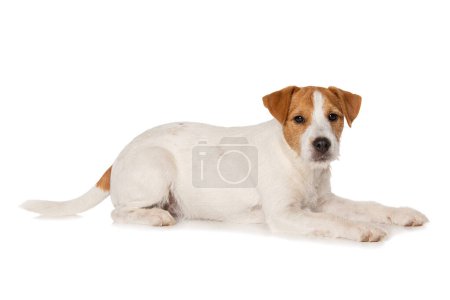 Téléchargez les photos : Parson russel terrier chiot couché isolé sur fond blanc - en image libre de droit