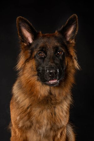 Photo for German shepherd dog sitting on black background looks to the camera - Royalty Free Image