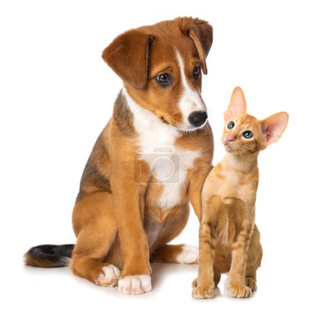 Cute puppy and a cat sitting isolated on white background