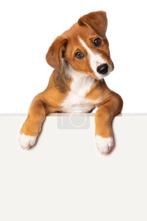 Foto de Lindo cachorro aislado en blanco mira sobre una pared - Imagen libre de derechos