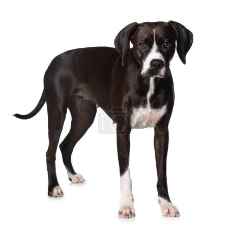Foto de Cruz perro de raza de pie aislado sobre fondo blanco - Imagen libre de derechos