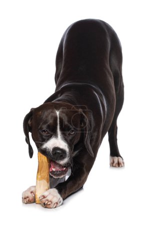 Photo for Cross breed dog with a bone isolated on white background - Royalty Free Image