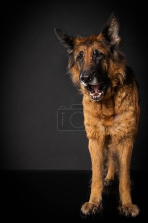 Photo for German shepherd dog on black background - Royalty Free Image