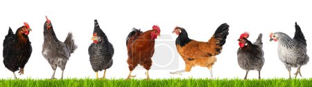 Téléchargez les photos : Différents poulets isolés sur une prairie - en image libre de droit