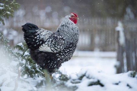 Photo for Wyandotten rooster in a snowy landscape - Royalty Free Image
