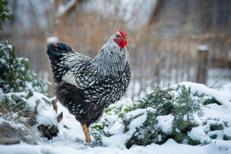 Wyandotten rooster in a snowy landscape