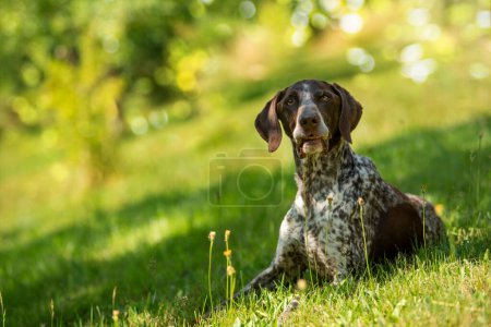 Photo for German shorthair dog in nature background - Royalty Free Image