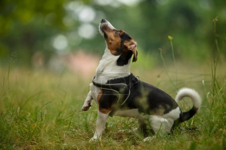 Foto de Lindo perro en un prado de verano - Imagen libre de derechos