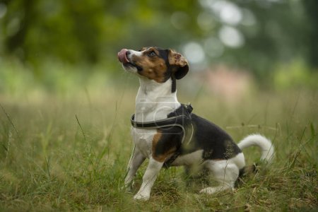 Téléchargez les photos : Mignon chien dans une prairie d'été et lui lèche la bouche - en image libre de droit