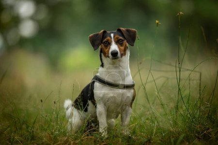 Foto de Lindo perro en un prado de verano - Imagen libre de derechos