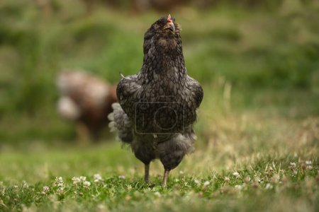 Photo for Araucana hen in a summer meadow - Royalty Free Image