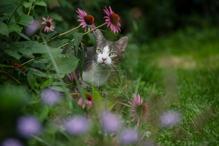 Foto de Joven gato tabby en la naturaleza de fondo mira a la cámara - Imagen libre de derechos