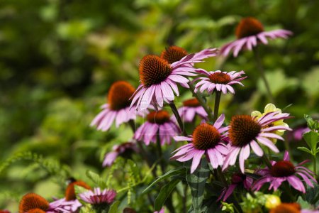 Téléchargez les photos : Fleurs d'échinacée dans un jardin - en image libre de droit