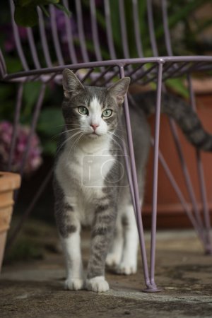 Foto de Joven gato tabby en la naturaleza de fondo mira a la cámara - Imagen libre de derechos