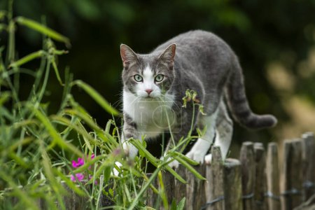 Photo for Young tabby cat on a garden fence in nature background - Royalty Free Image