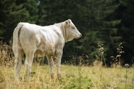 Téléchargez les photos : La vache sur le pâturage regarde au loin - en image libre de droit