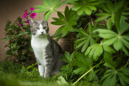 Téléchargez les photos : Jeune chat tabby en arrière-plan de la nature regarde sur le côté - en image libre de droit