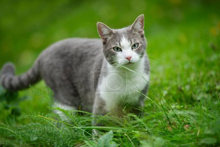 Téléchargez les photos : Mignon chat tabby dans un jardin - en image libre de droit