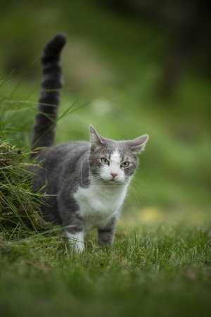 Téléchargez les photos : Mignon tabby chat promenades dans un jardin - en image libre de droit