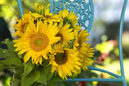 Téléchargez les photos : Bouquet de fleurs de tournesol sur une chaise de jardin - en image libre de droit