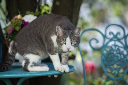 Foto de Lindo gato en una mesa de jardín mira a la cámara - Imagen libre de derechos