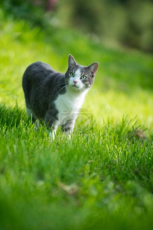 Cute young cat standing in a meadow and looks to the camera