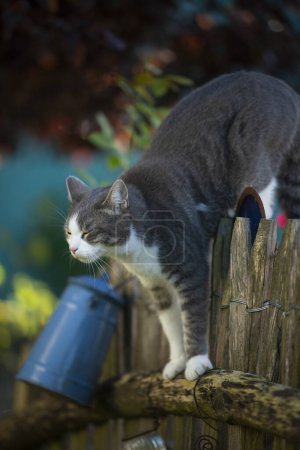 Téléchargez les photos : Jeune chat tabby grimpant sur une clôture de jardin et regarde au loin - en image libre de droit