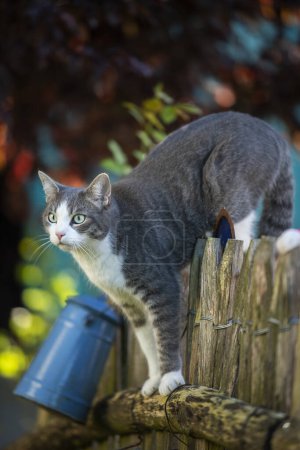 Photo for Young tabby cat climbing on a garden fence and looks into the distance - Royalty Free Image