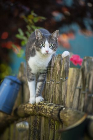 Téléchargez les photos : Jeune chat tabby grimpant sur une clôture de jardin et regarde vers la caméra - en image libre de droit