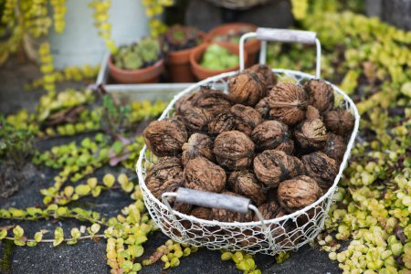 Photo for Many fresh walnuts in a metal basket - Royalty Free Image