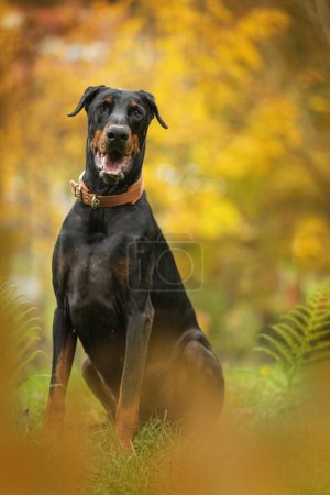 Téléchargez les photos : Doberman chien assis en automne nature - en image libre de droit