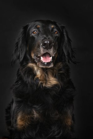 Foto de Hovawart perro sentado aislado sobre fondo negro - Imagen libre de derechos