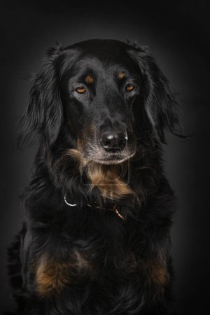 Photo for Hovawart dog sitting isolated on black background - Royalty Free Image