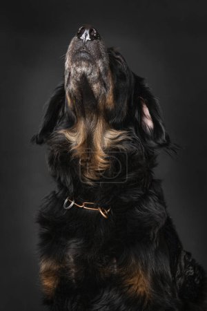 Foto de Hovawart perro sentado aislado sobre fondo negro - Imagen libre de derechos