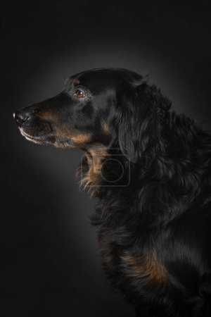 Téléchargez les photos : Hovawart chien assis isolé sur fond noir - en image libre de droit