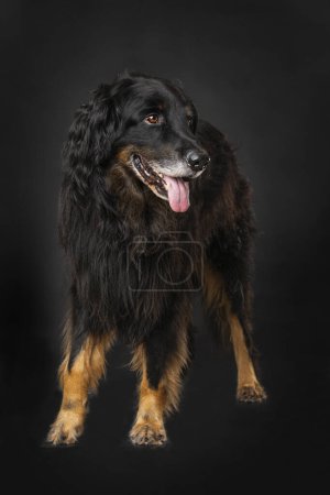 Photo for Hovawart dog standing isolated on black background - Royalty Free Image