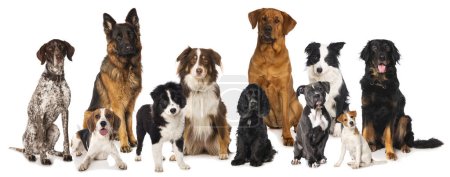 Foto de Varios perros genealógicos aislados sobre un fondo blanco - Imagen libre de derechos