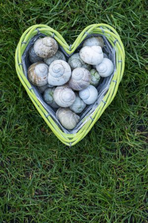 Empty snail shells in a heart-shaped basket on meadow background